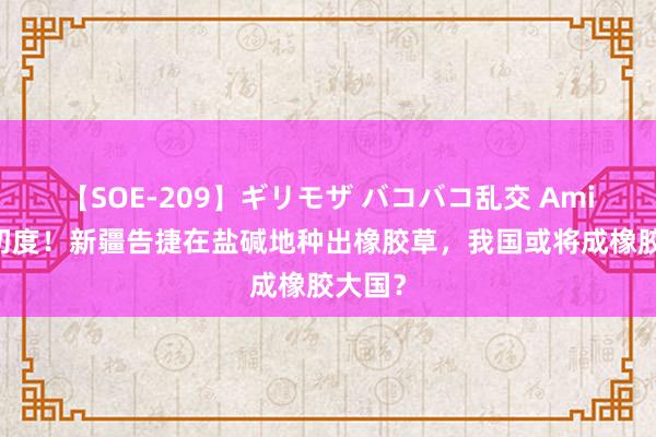 【SOE-209】ギリモザ バコバコ乱交 Ami 国内初度！新疆告捷在盐碱地种出橡胶草，我国或将成橡胶大国？